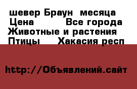 шевер Браун 2месяца › Цена ­ 200 - Все города Животные и растения » Птицы   . Хакасия респ.